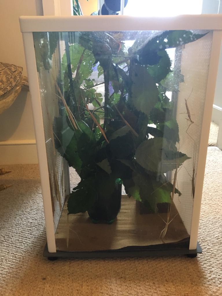 Large Stick Insect enclosure includes Pink Winged Stick Insects in