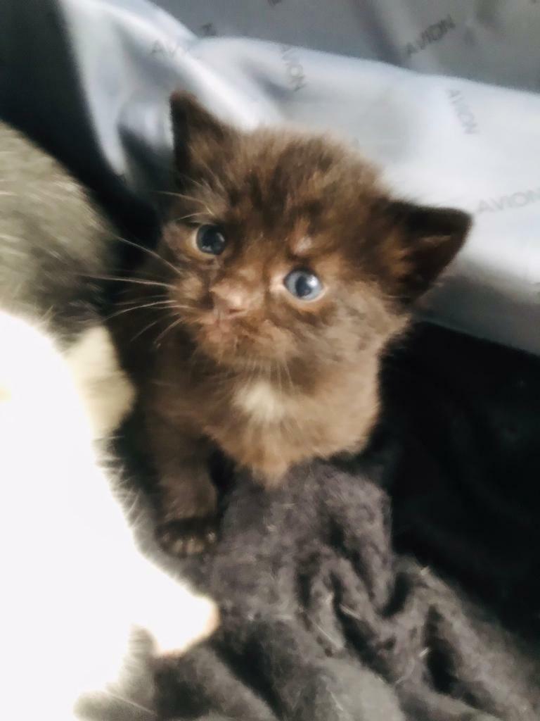 Brown blue eyed kitten | in Royton, Manchester | Gumtree