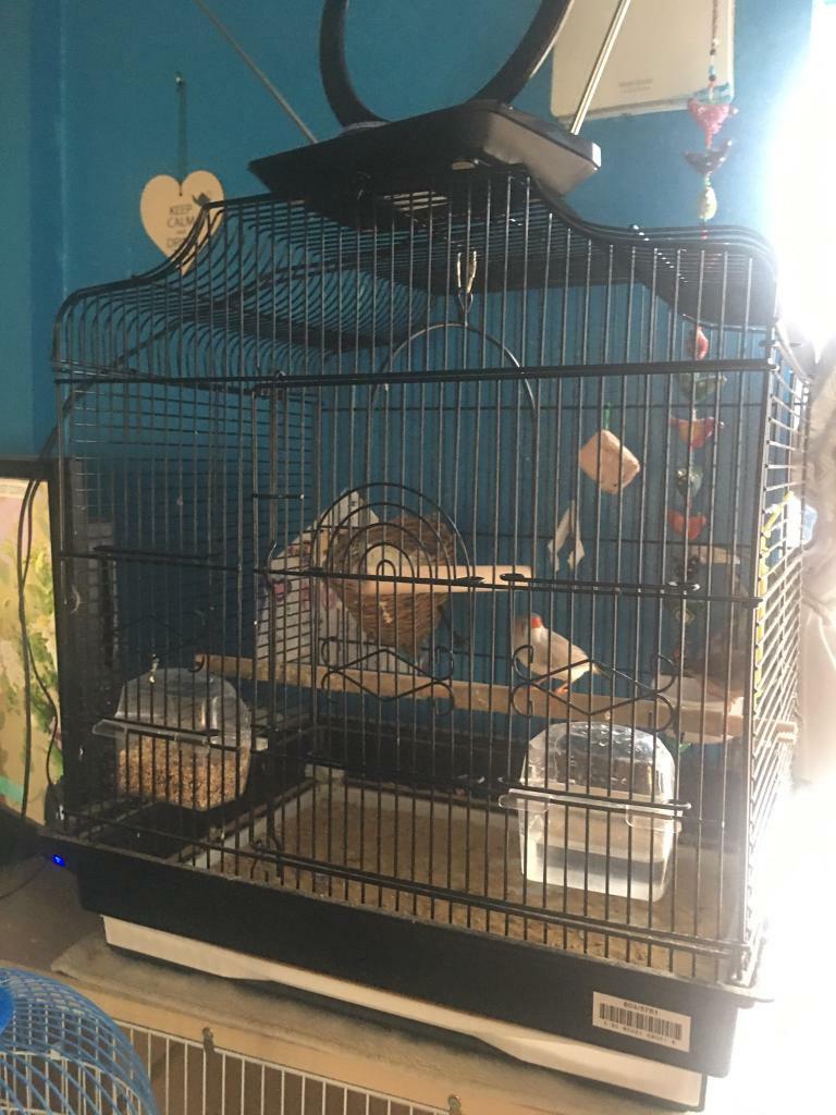 Zebra finch cage in Newcastle, Tyne and Wear Gumtree