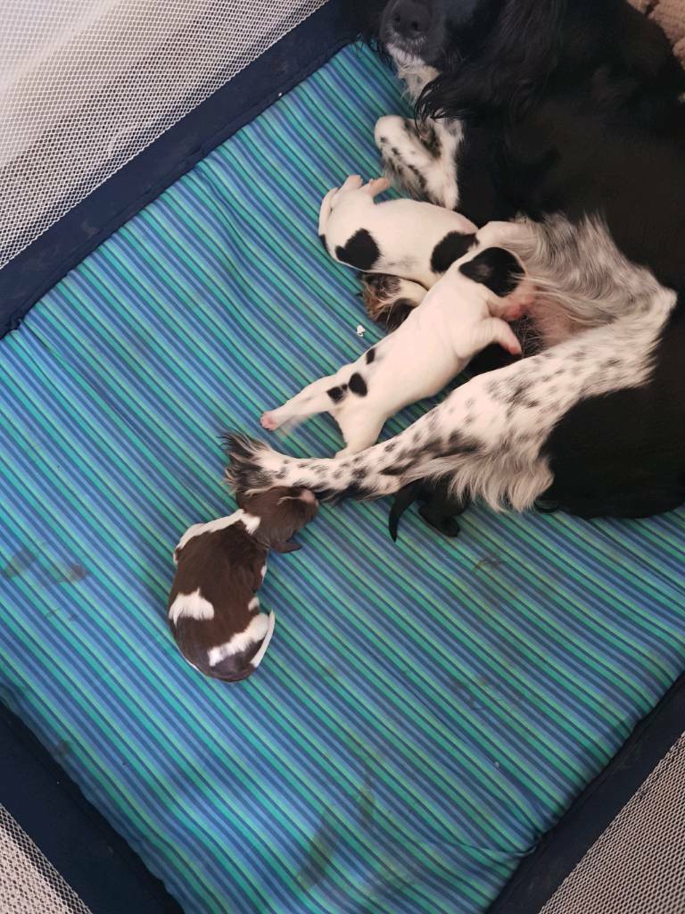 Bedlington X Springer Spaniel in Sunderland, Tyne and Wear Gumtree