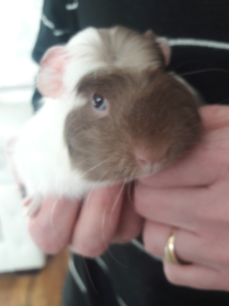Male Guinea pigs for sale 30 pound for the two in Knightswood