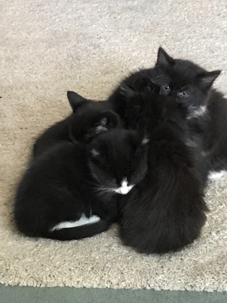 Kittens For Sale 3 Female Kittens 2 Long Hair Black And White And 1
