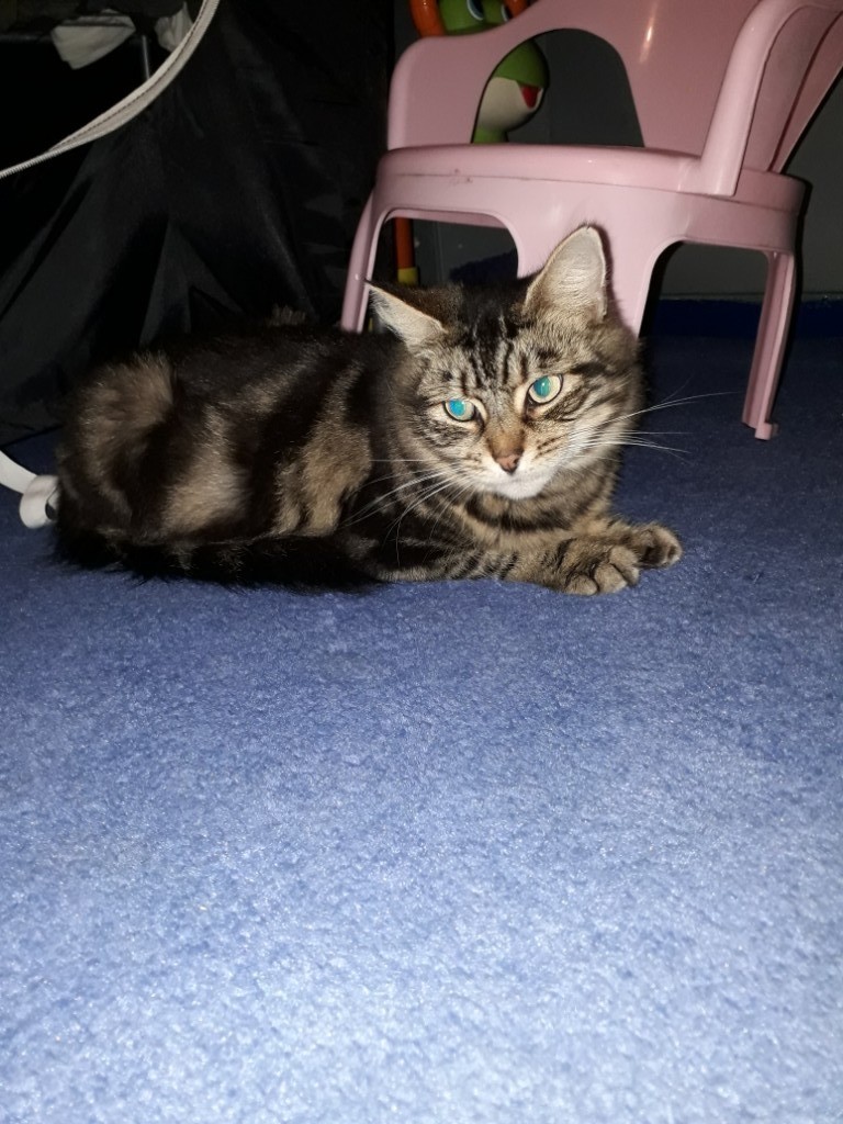Cat for sell in Meanwood, West Yorkshire Gumtree