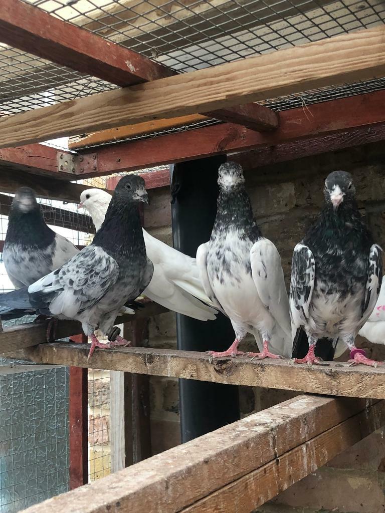 Pigeons for sale in Slough, Berkshire Gumtree