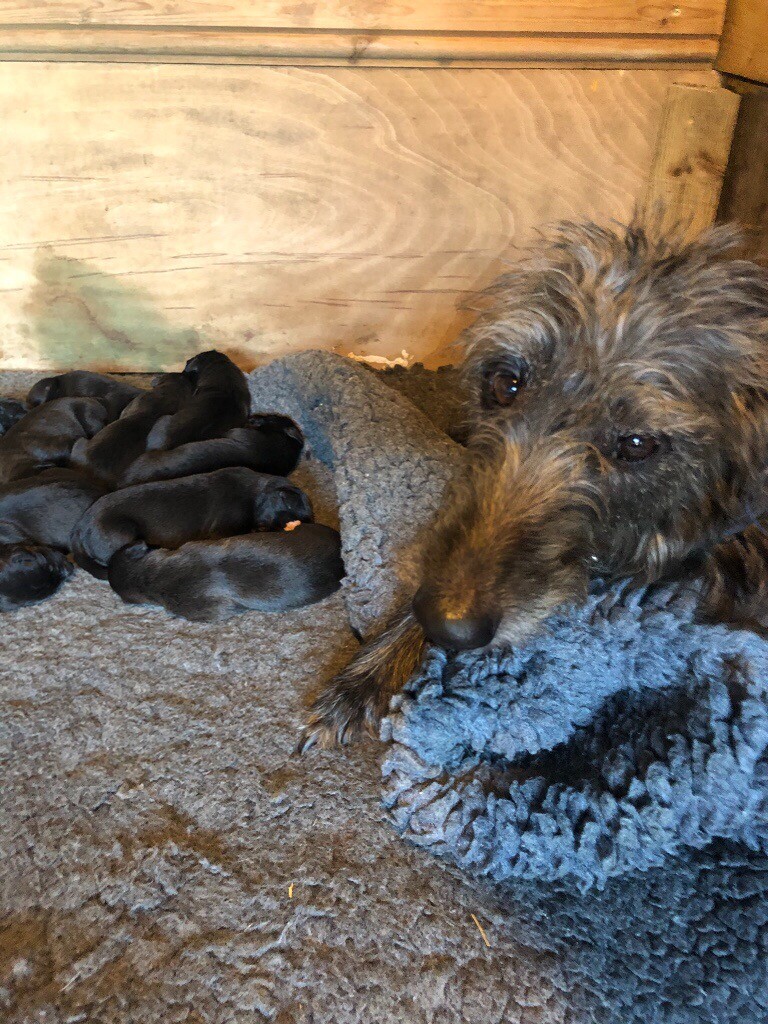 Stunning rough coated lurcher pups in Banbury, Oxfordshire Gumtree