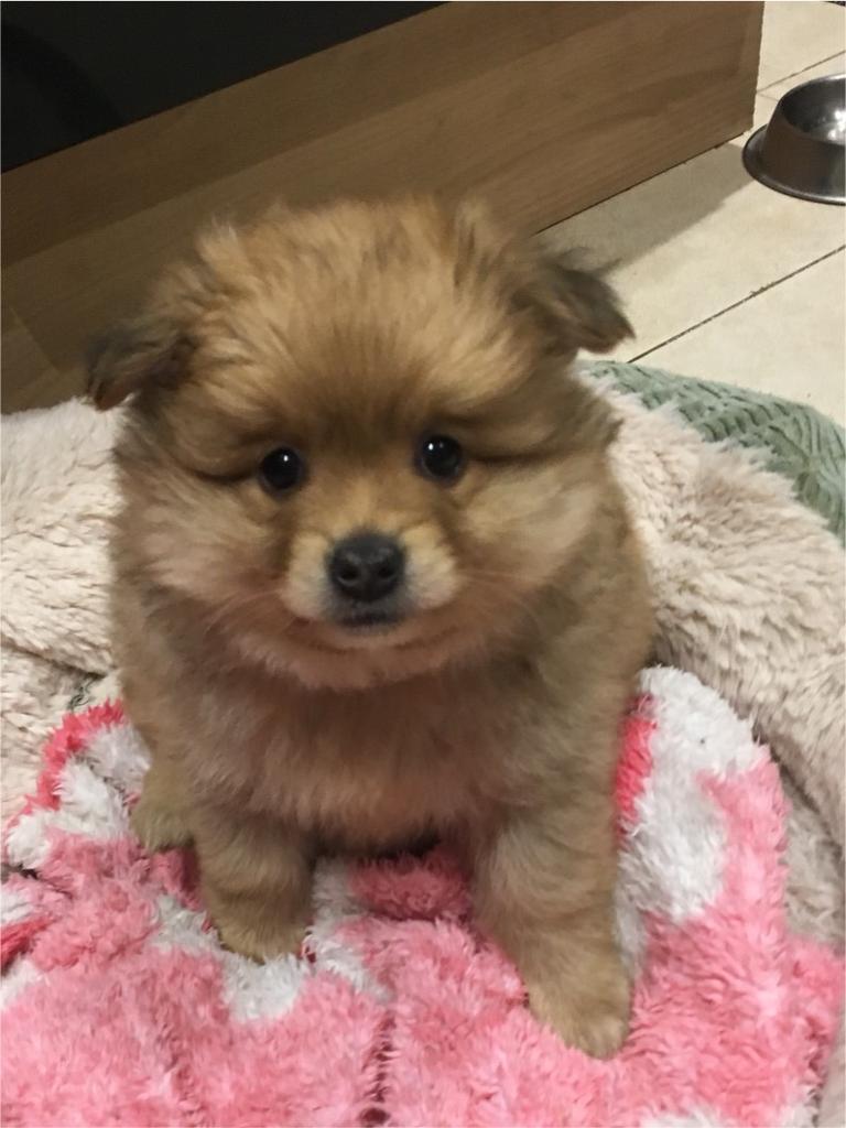 Pom/chi puppies | in Stockport, Manchester | Gumtree