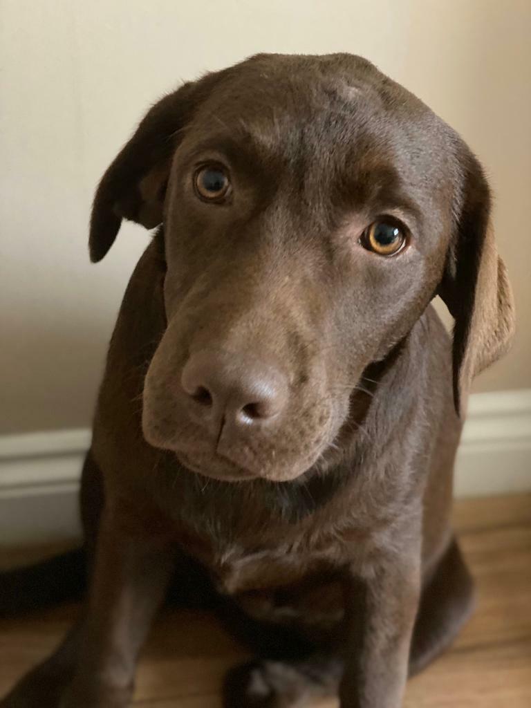 Chunky KC Chocolate Labrador Girl in Barry, Vale of Gumtree