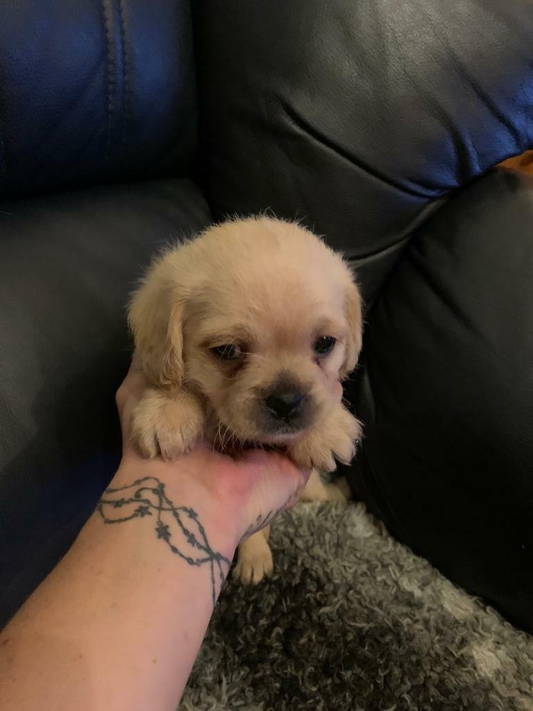 Pug x miniature poodle in Tiverton, Devon Gumtree