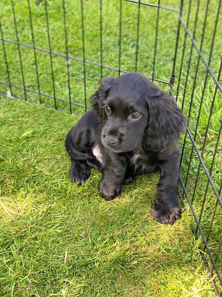 Beautiful cocker spaniel puppies for sale in Paddock Wood, Kent Gumtree