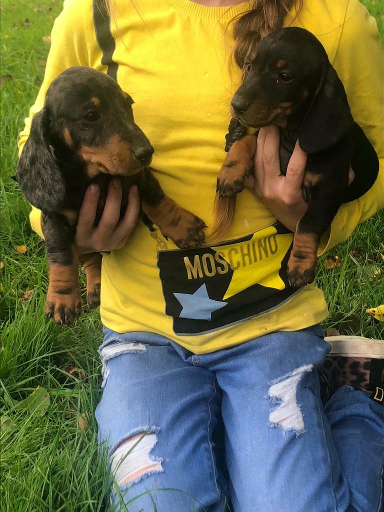 Dachshund Puppies In Chester Cheshire Gumtree