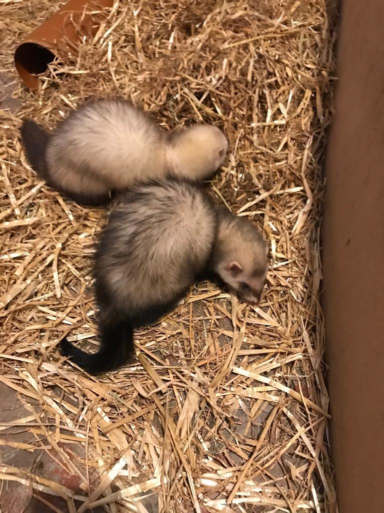 2 young female ferrets for sale in Exhall, West Midlands Gumtree