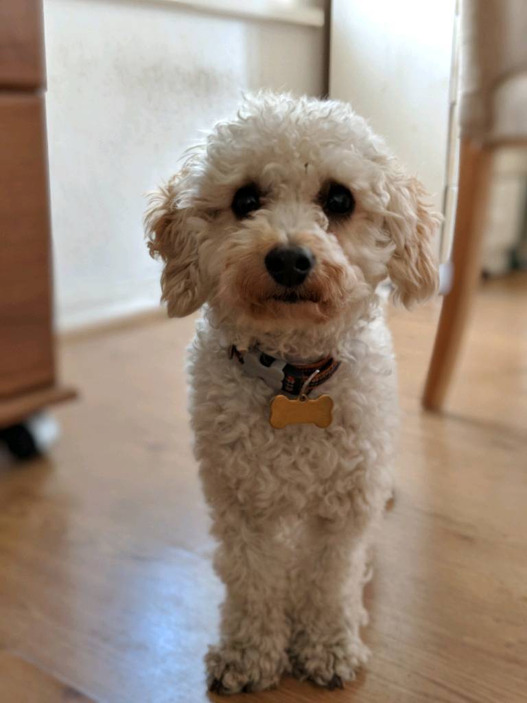 Toy Poodle in Victoria Park, London Gumtree
