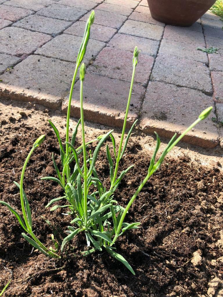 Hardy English Lavender young plants in Lurgan, County