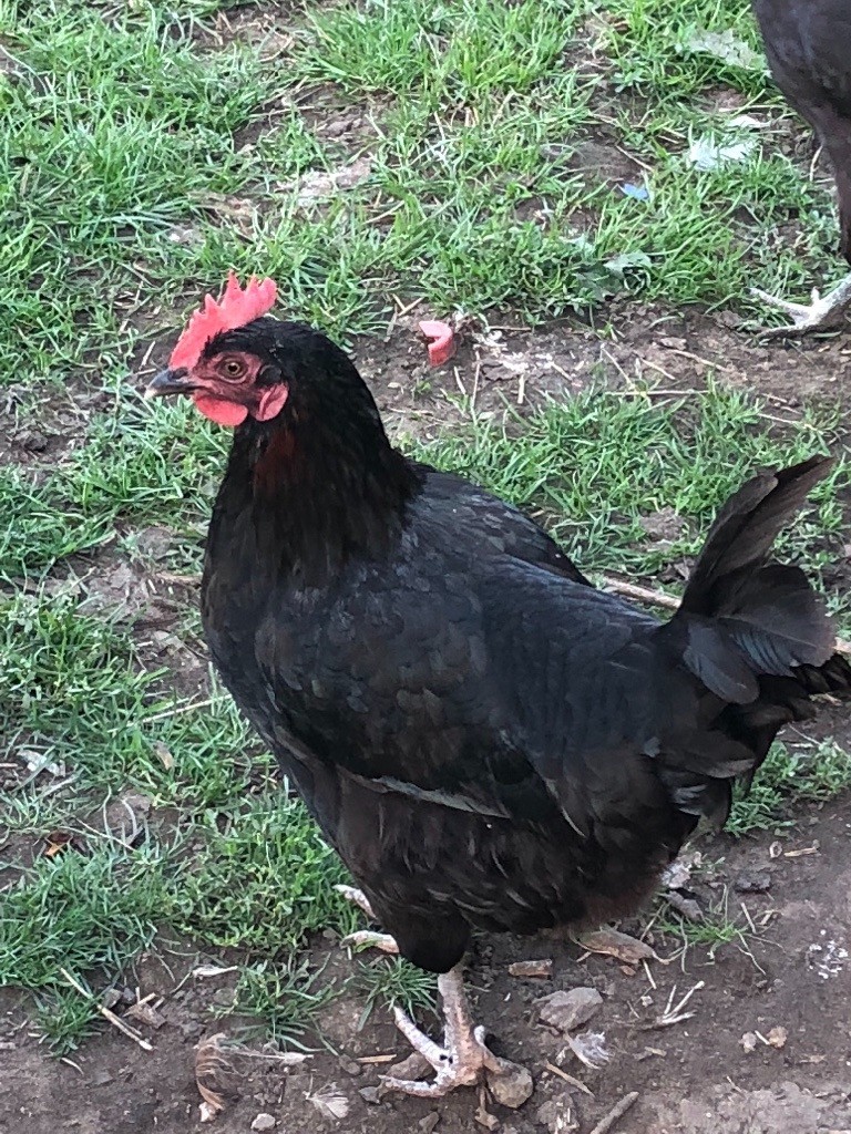 Chicken for sale in Oxford, Oxfordshire Gumtree