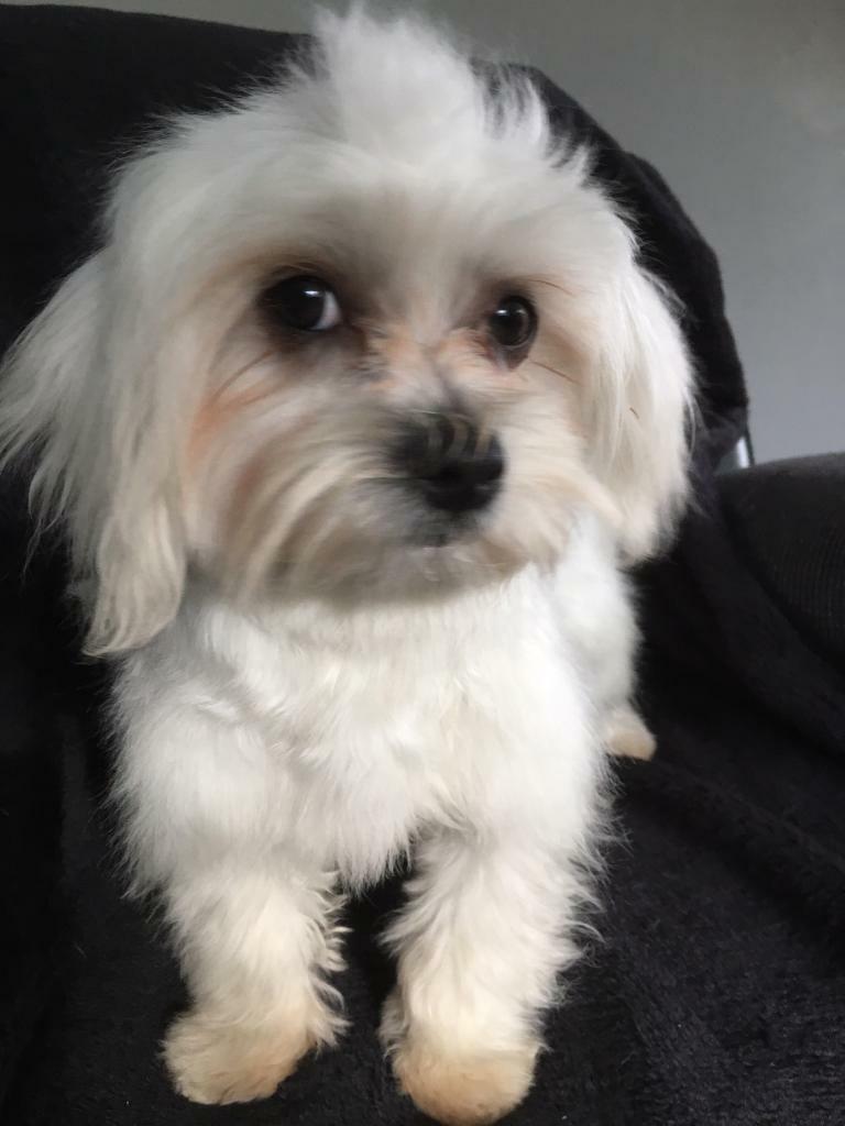 Pure Maltese terrier in Totton, Hampshire Gumtree