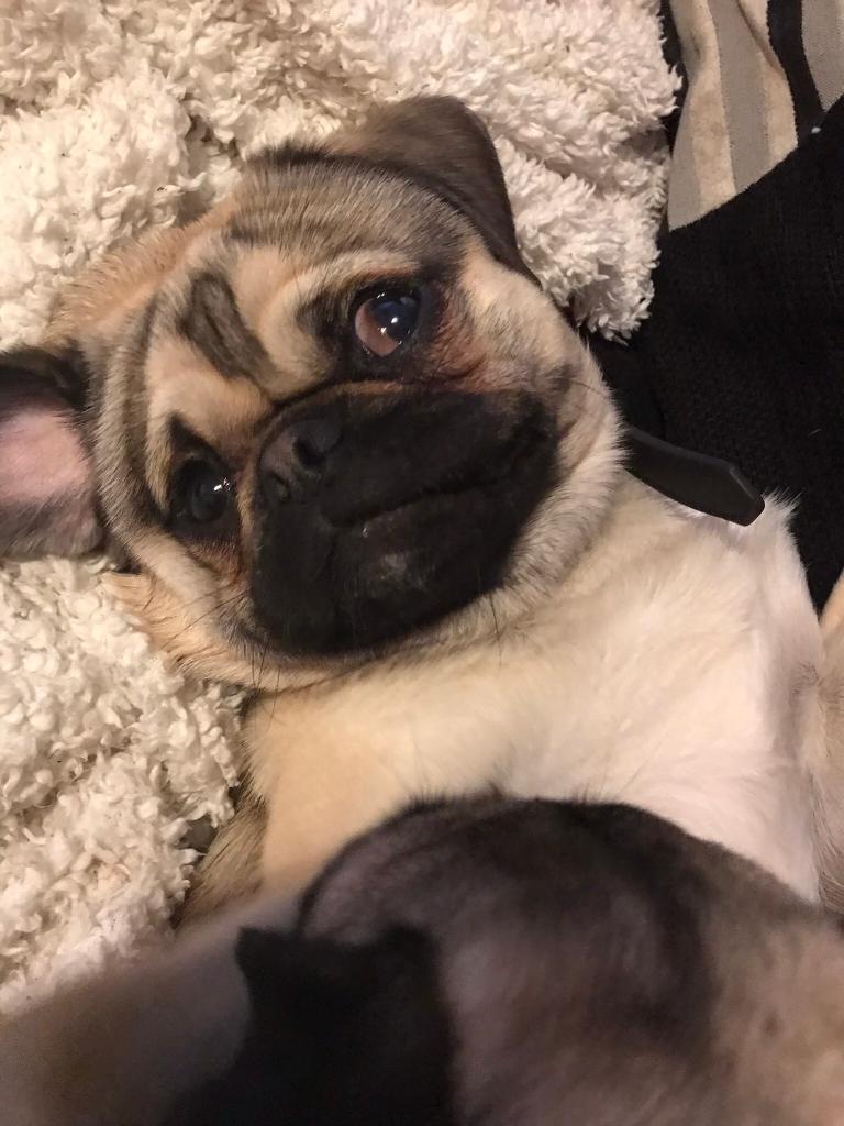 Pug x Tibetan spaniel cross in Southampton, Hampshire Gumtree