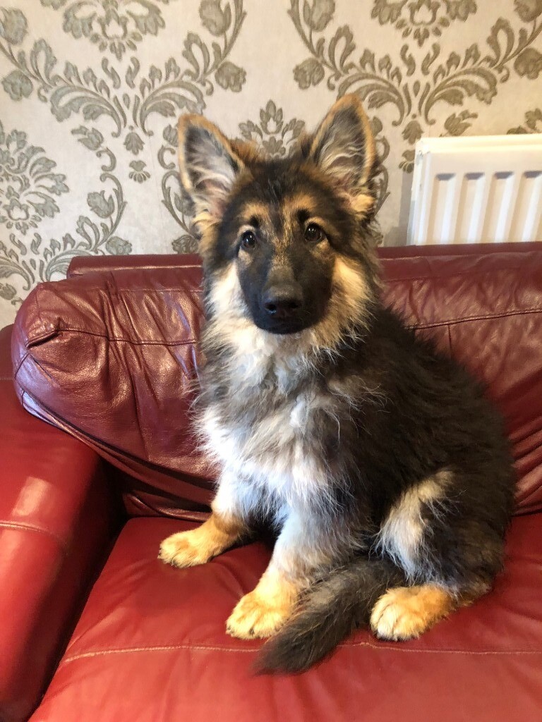 German Shepherd Puppy KC Registered 5th Generation Pedigree in