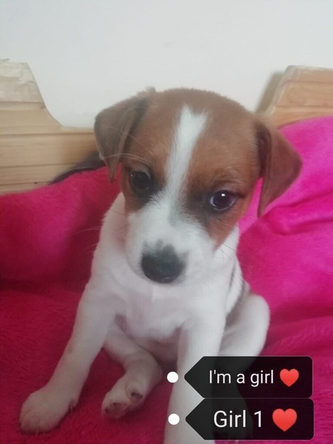 Jack Russell Puppies In South Normanton Derbyshire Gumtree