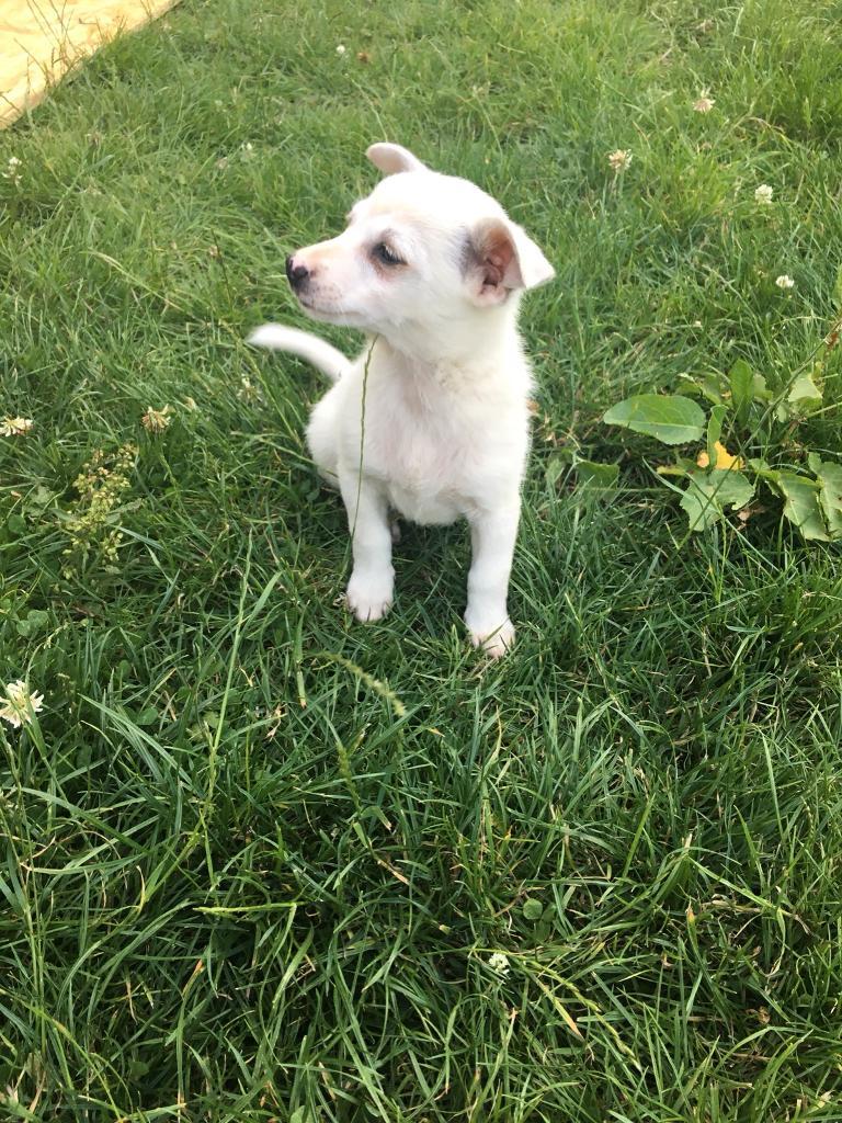 Jack Russel x Pomeranian Puppies in Copthorne, West Sussex Gumtree