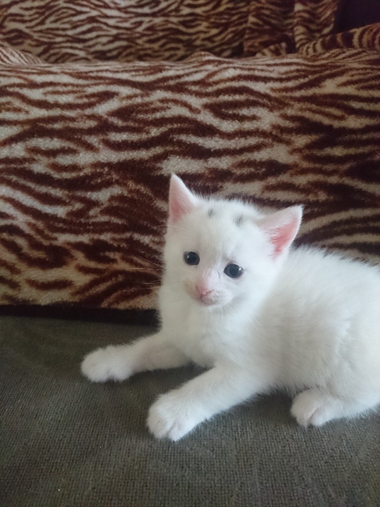 Very beautifull white and tabby kittens to go to a loving and caring forever family. in