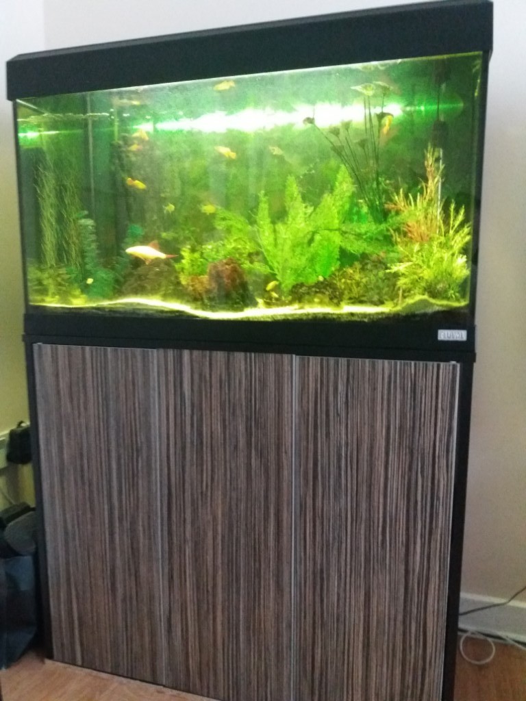 Fluval fish tank with stand 125l in Edinburgh City Centre, Edinburgh