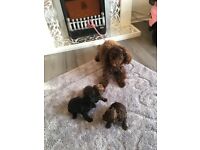 Full bread toy poodle puppies 2boys 1girl