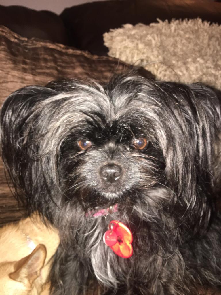 Japanese Chin chihuahua in Sheffield, South Yorkshire Gumtree