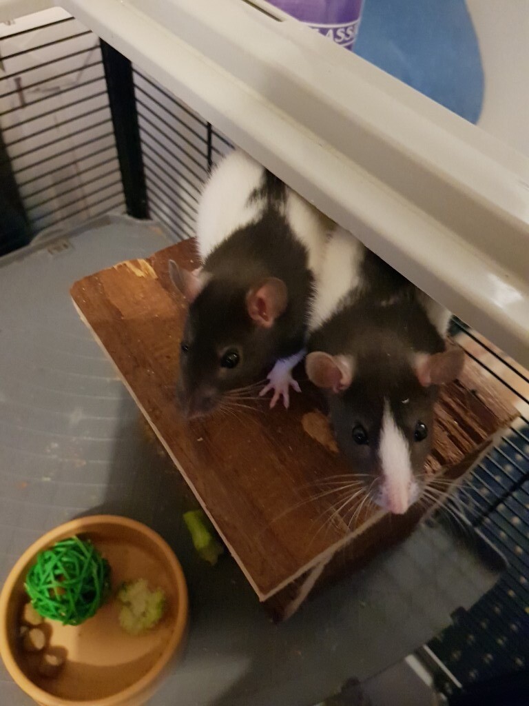 2 Male Rats in Salford, Manchester Gumtree
