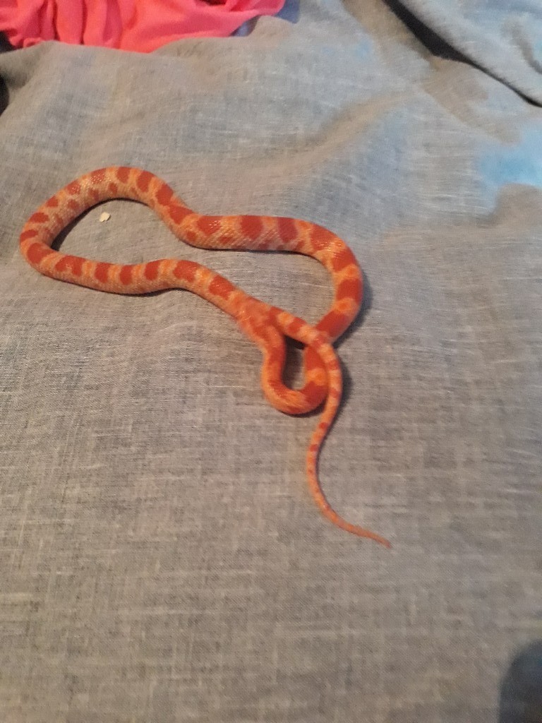 Corn Snake Setup In Antrim Road Belfast Gumtree