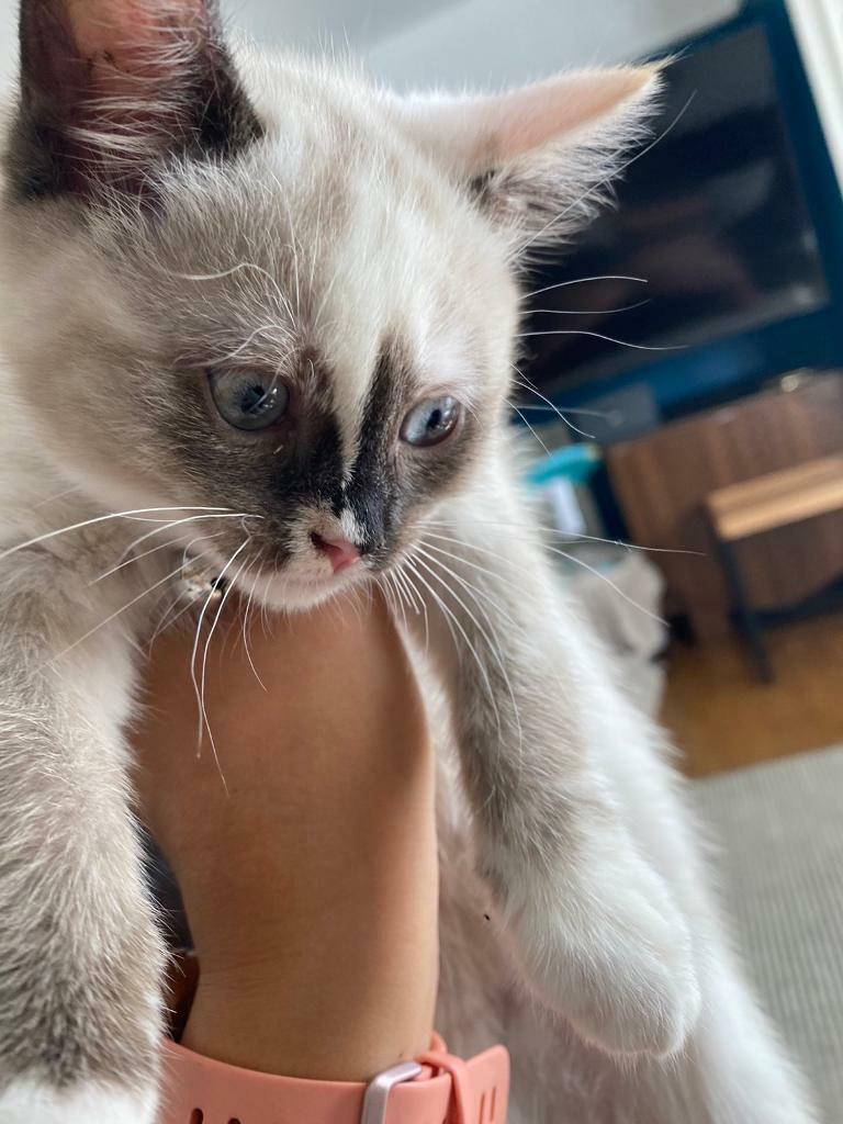 2 ragdoll kittens in Oxford, Oxfordshire Gumtree