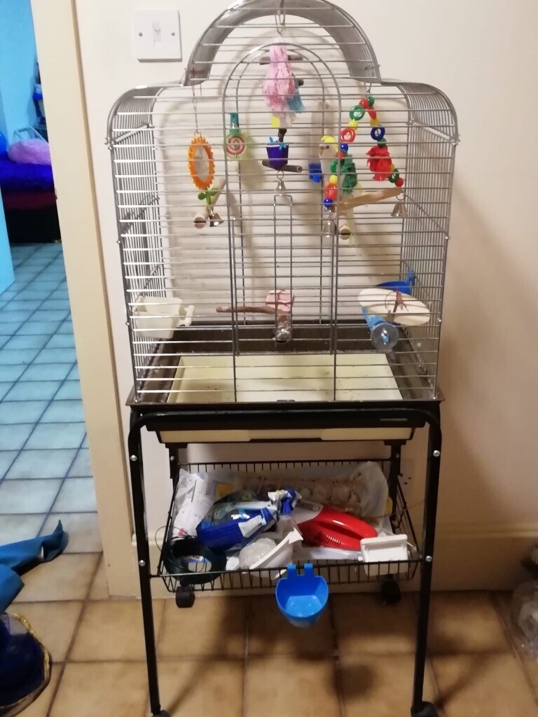 Two budgies, cage and accessories in Coventry, West Midlands Gumtree