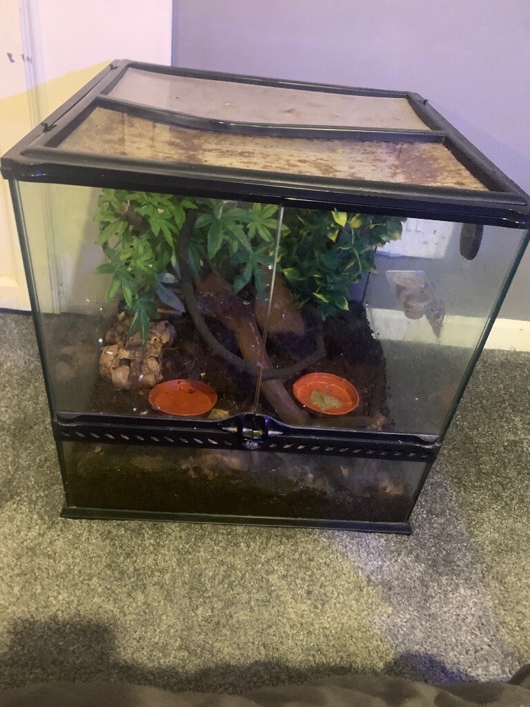 Exo Terra Terrarium with two male crested geckos in Little Hulton