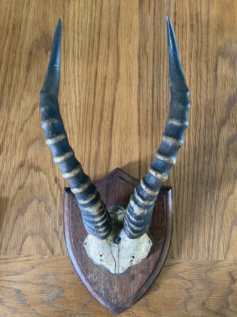 Antique mounted antelope horns (reserved) in Benfleet, Essex Gumtree