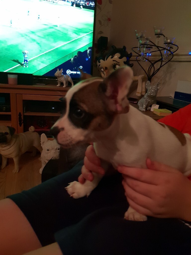 French bulldog x jack russell puppies in StokeonTrent, Staffordshire Gumtree
