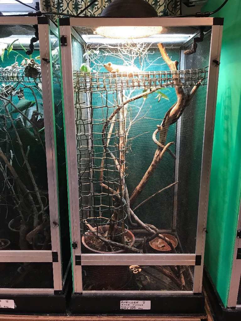 Medium/large chameleon aluminium screen enclosure cage | in Ringwood