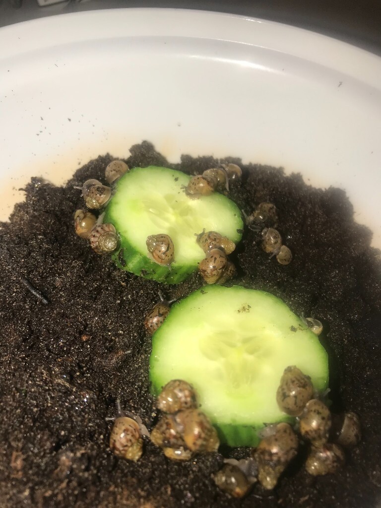 BABY African land snails in Bridge of Don, Aberdeen Gumtree