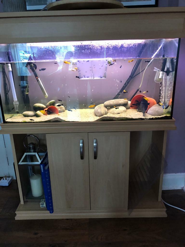 3ft tropical fish tank in Tollcross, Glasgow Gumtree