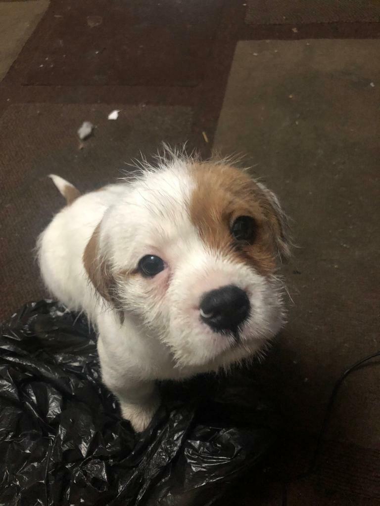 9 week puppy in Birkenhead, Merseyside Gumtree