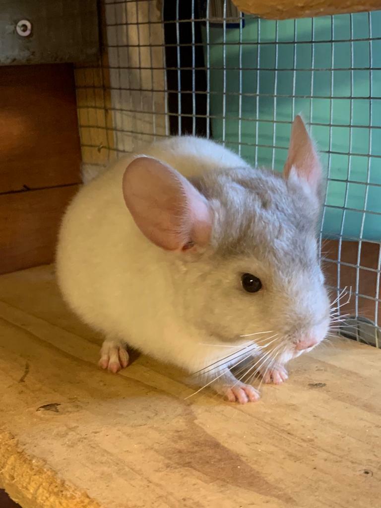 Chinchillas for sale (SSTC) in Attleborough, Norfolk Gumtree