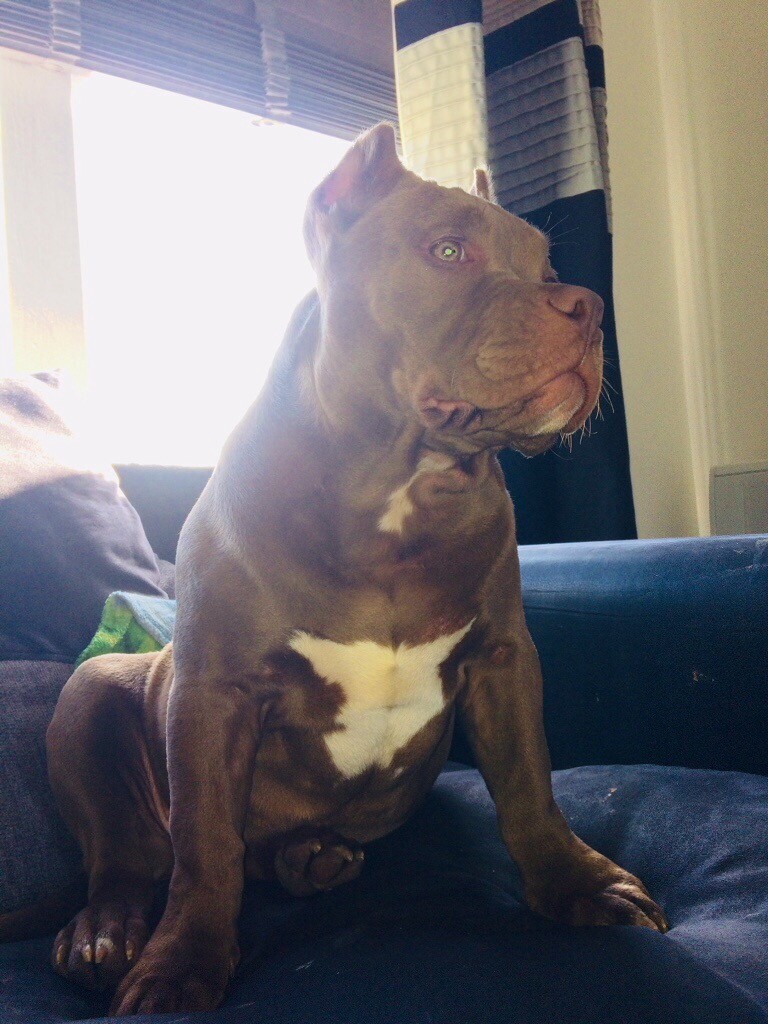 American Pocket Bully Female 6 months old | in Biggar, South