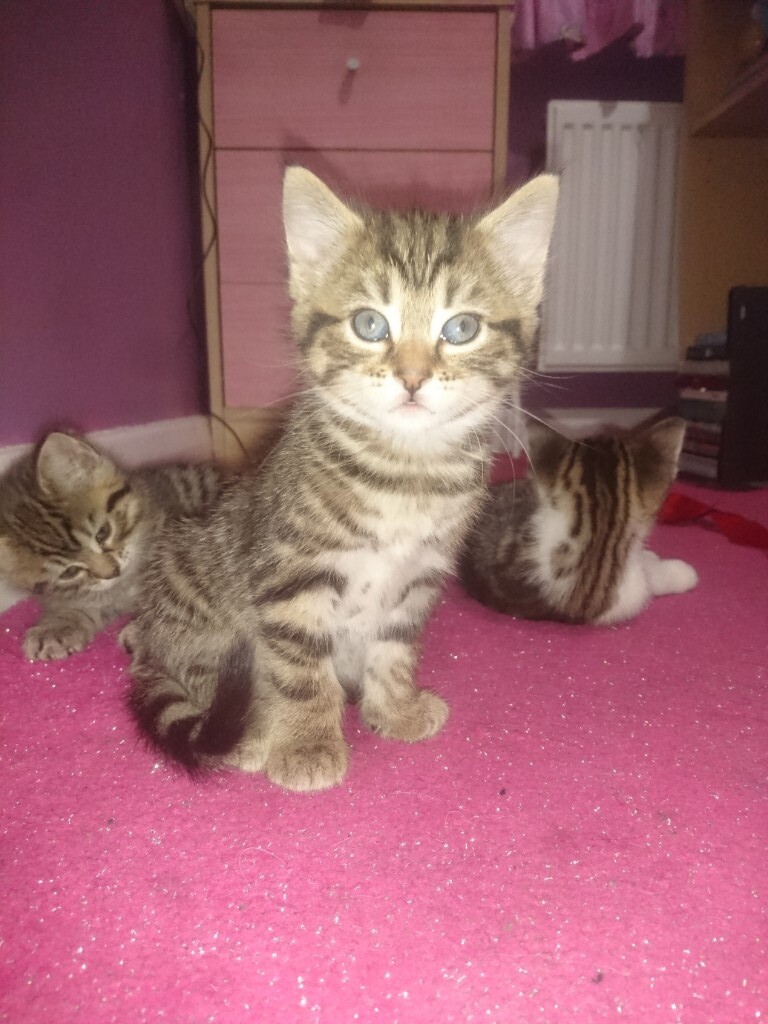 Beautiful kittens for sale in St Helens, Merseyside Gumtree