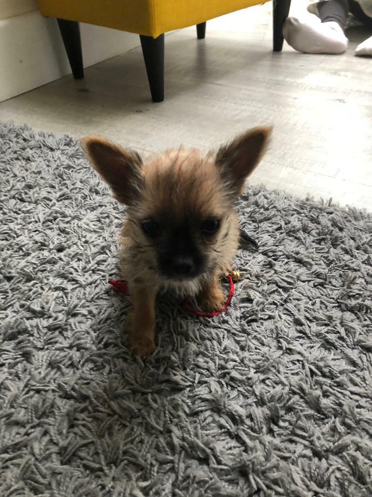 Chorkie chihuahua puppies for sale | in Cheshunt, Hertfordshire | Gumtree