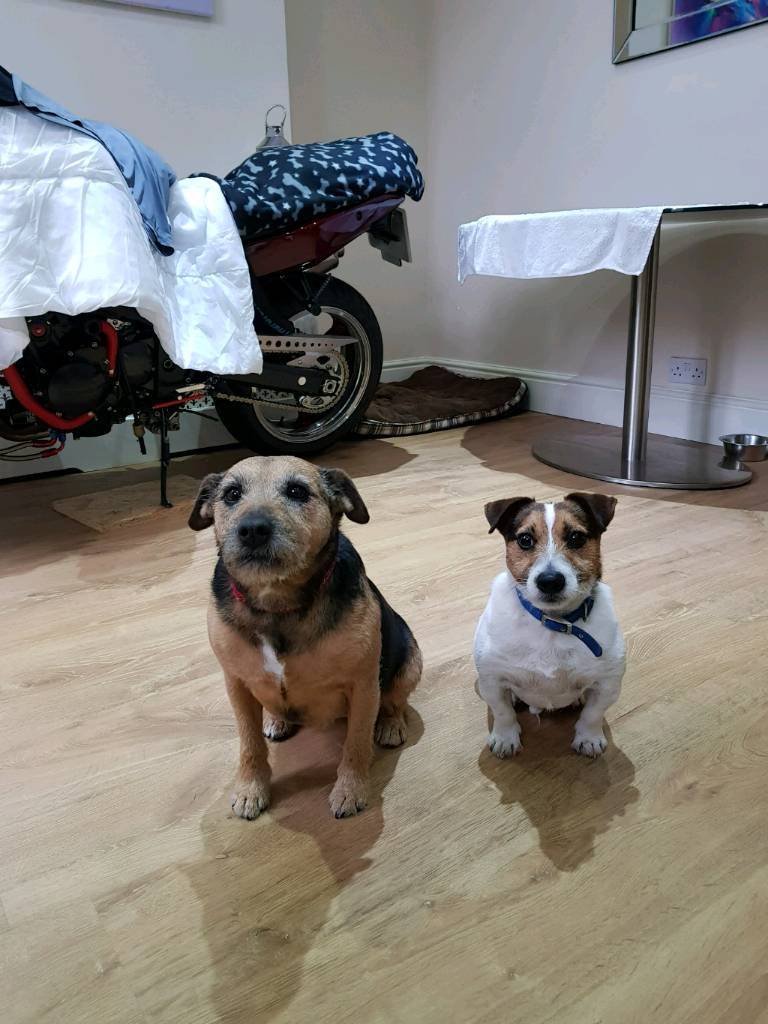 Tea cup jack russel in Wallasey, Merseyside Gumtree