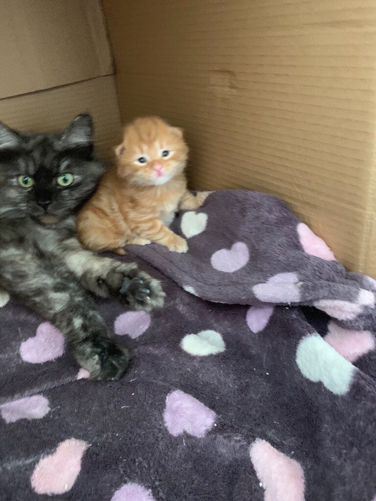 2 ginger long hair half maincoon kittens for sale in Hartcliffe, Bristol Gumtree