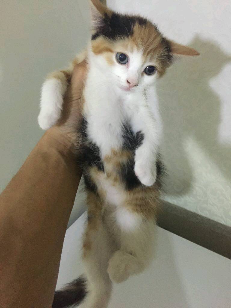 Lovely ginger mixed kitten in Cheetham Hill, Manchester Gumtree