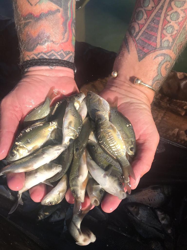 Carp for sale in Dagenham, London Gumtree