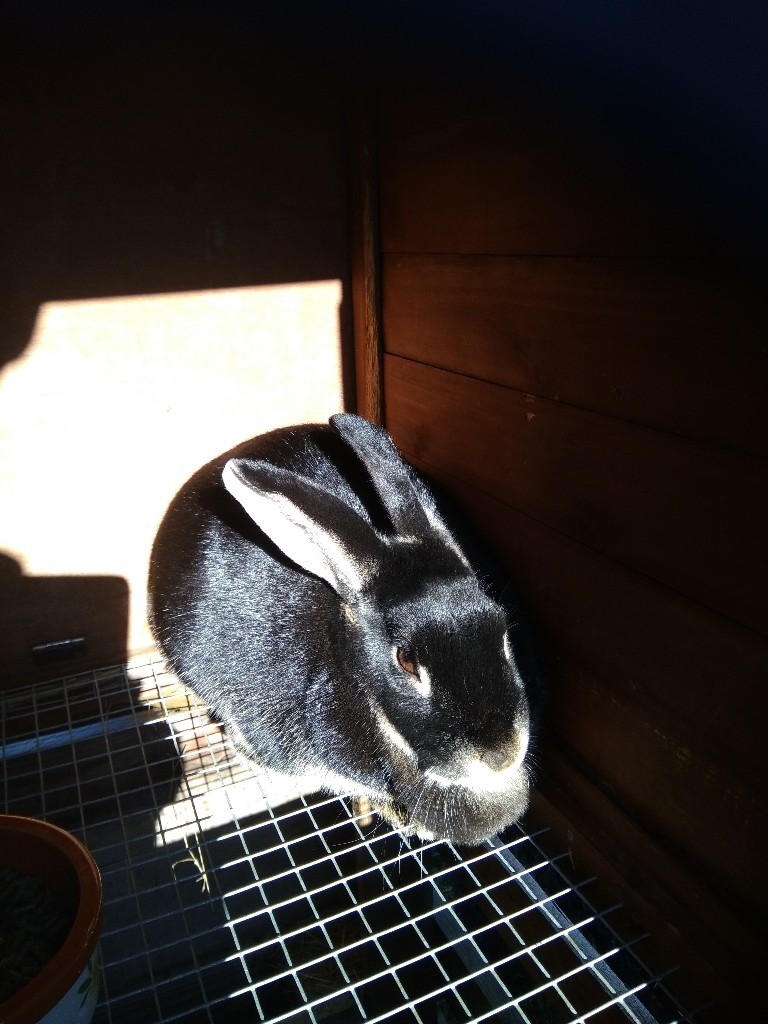 Two mature outdoor rabbits FREE to good homes in Cambridge