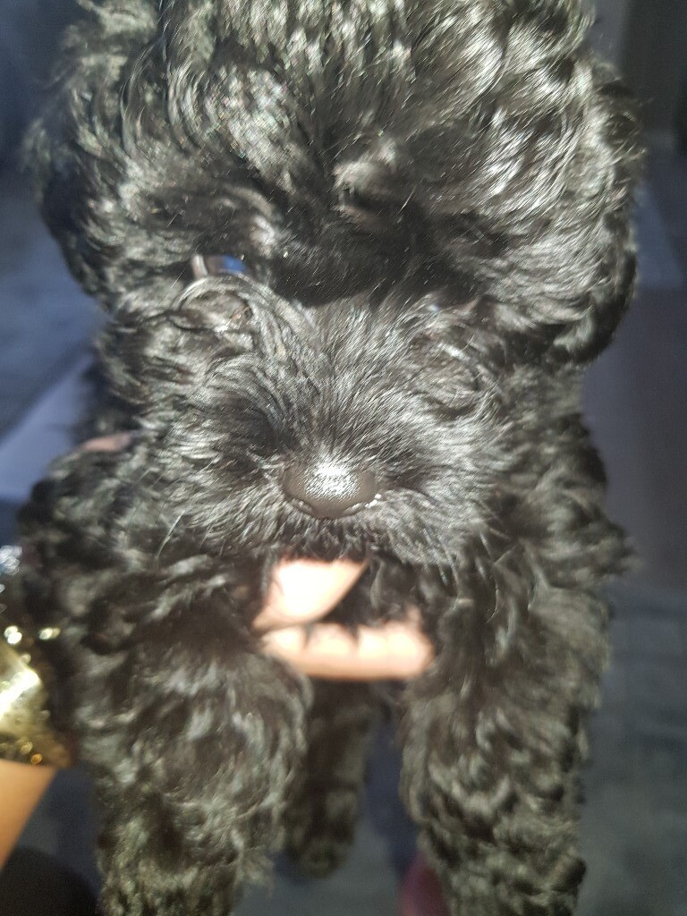 Toy Poodle Breeders Auckland Wow Blog