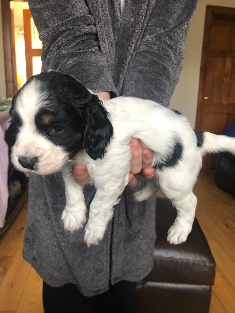 Cocker Spaniel Pup kennel club registered in Dunbar, East Lothian Gumtree