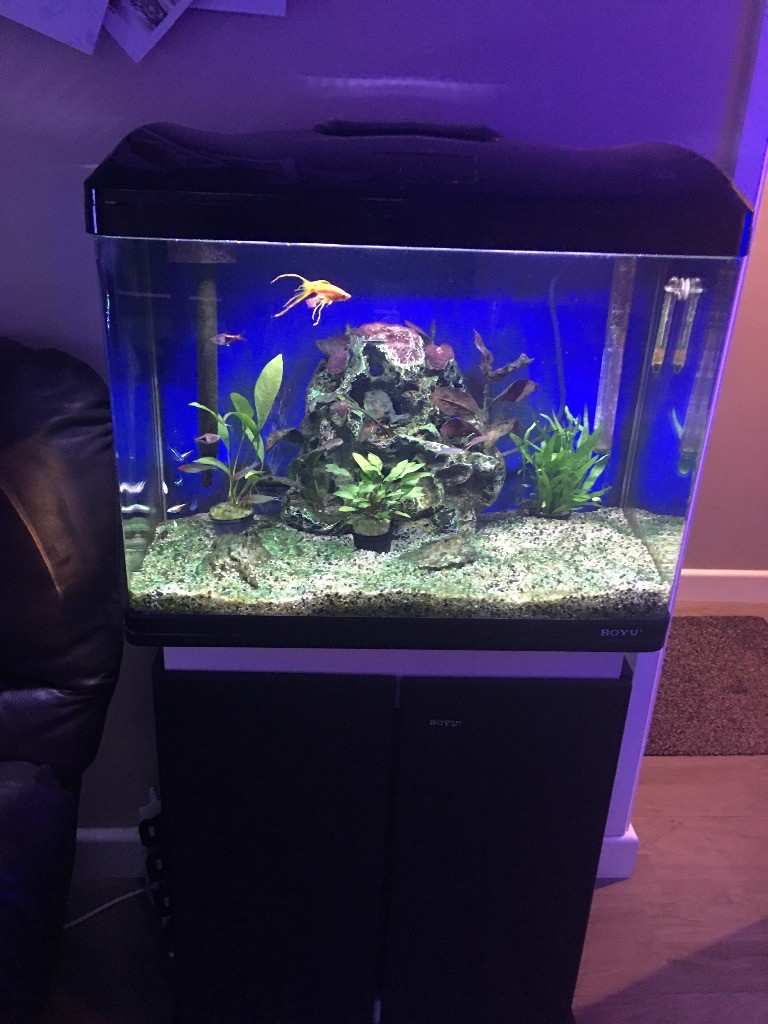 60L tropical fish tank and in Dereham, Norfolk Gumtree